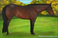 Horse Color:Gray Bay 