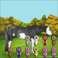 Horse Color:Black Splash Frame Rabicano 