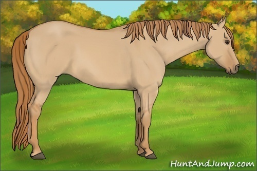 Horse Color:Red Dun 
