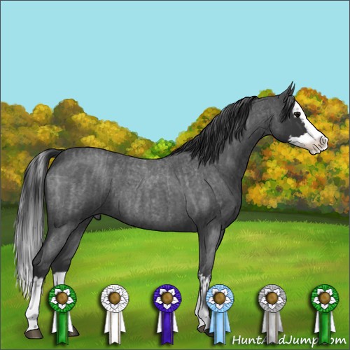 Horse Color:Blue Roan Sabino Splash  and Blue Roan Sabino Splash 