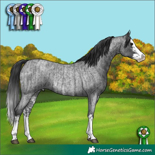 Horse Color:Blue Roan Sabino Splash and Blue Roan Sabino Splash