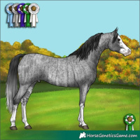 Horse Color:Blue Roan Sabino Splash and Blue Roan Sabino Splash