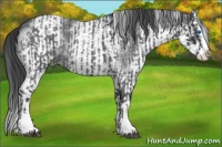 Horse Color:Blue Roan Sabino Splash and White Spotted Blue Roan Splash