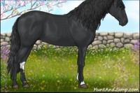 Horse Color:Black 