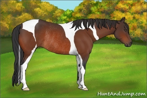 Horse Color:Bay Tobiano Rabicano 