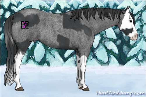 Horse Color:Blue Roan Sabino Splash  and Blue Roan Sabino Splash 