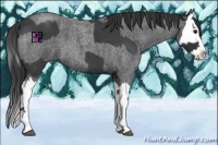Horse Color:Blue Roan Sabino Splash  and Blue Roan Sabino Splash 