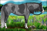 Horse Color:Blue Roan Sabino Splash  and Blue Roan Sabino Splash 
