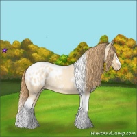 Horse Color:Gold Champagne Roan Dun Splash Tobiano Frame Appaloosa Rabicano 