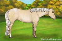 Horse Color:Silver Bay Pearl Dun Sabino 