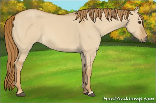 Horse Color:Red Dun 