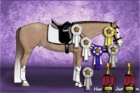 Horse Color:Classic Champagne Sabino Splash