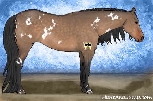Horse Color:White Spotted Bay Dun Rabicano