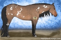 Horse Color:White Spotted Bay Dun Rabicano 