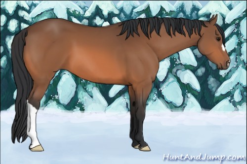 Horse Color:Bay 