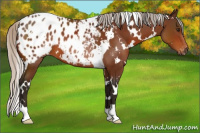 Horse Color:Gray White Spotted Silver Bay Blanket