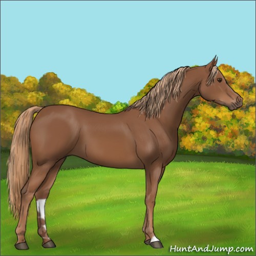 Horse Color:Unknown 