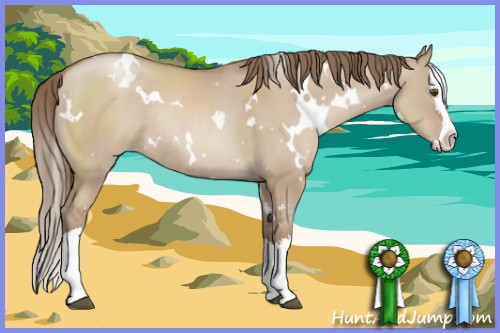 Horse Color:White Spotted Grullo Pearl Splash Rabicano 
