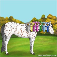 Horse Color:Bay Sabino Leopard