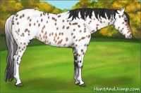 Horse Color:White Spotted Bay Appaloosa