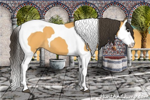Horse Color:Buckskin Splash Tobiano 