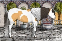 Horse Color:Buckskin Splash Tobiano 