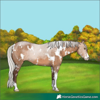 Horse Color:White Spotted Silver Brown Dun Sabino