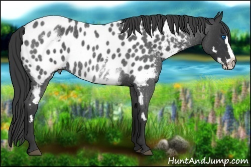 Horse Color:White Spotted Blue Roan Splash Frame Near Leopard