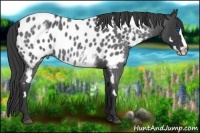 Horse Color:White Spotted Blue Roan Splash Frame Near Leopard