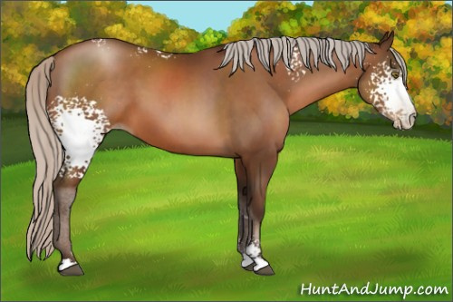 Horse Color:Gray White Spotted Silver Brown Pearl Sabino 
