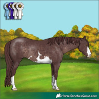 Horse Color:Platinum Chocolate Brown 