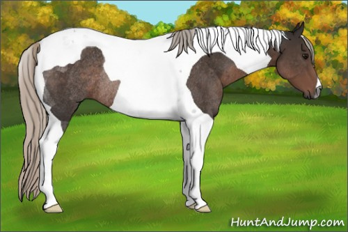 Horse Color:Gray Silver Black Tobiano Rabicano