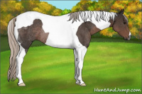 Horse Color:Gray Silver Black Tobiano Rabicano