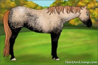 Horse Color:Void White Spotted Buckskin Pearl 