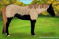 Horse Color:Void Red Dun Roan Splash Rabicano 