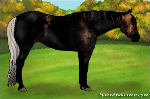 Horse Color:Void White Spotted Silver Bay Appaloosa 