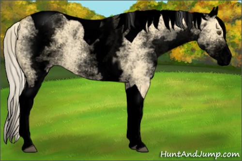 Horse Color:Void White Spotted Palomino Dun Tobiano Rabicano 