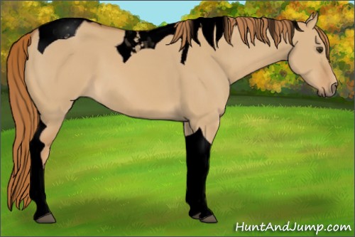 Horse Color:Void Red Dun Tobiano 