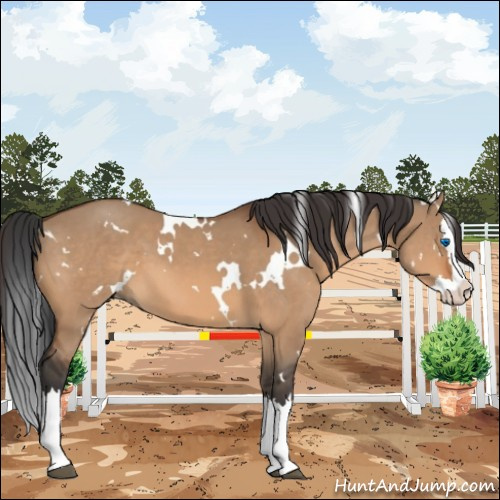 Horse Color:White Spotted Bay Dun Splash 
