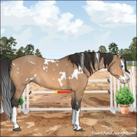 Horse Color:White Spotted Bay Dun Splash 