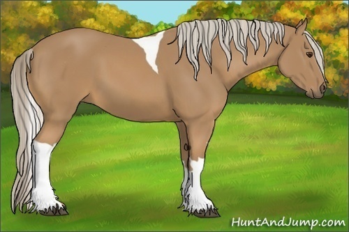 Horse Color:Palomino Tobiano