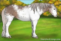 Horse Color:White Spotted Silver Black 