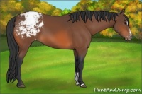 Horse Color:Bay Sabino Snowcap 