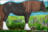 Horse Color:Liver Chestnut Appaloosa
