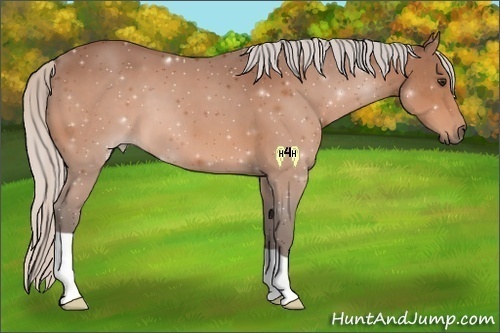 Horse Color:Silver Brown 