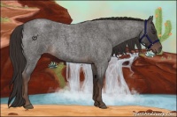 Horse Color:Liver Red Roan 