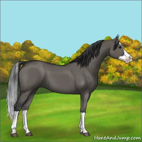 Horse Color:Grullo Splash 