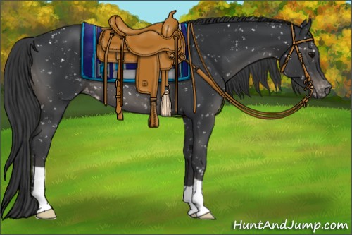 Horse Color:Black Appaloosa 