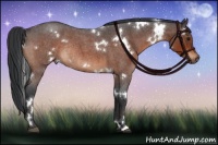 Horse Color:White Spotted Bay Roan Rabicano 