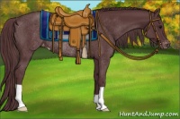 Horse Color:Chocolate Black Appaloosa Rabicano